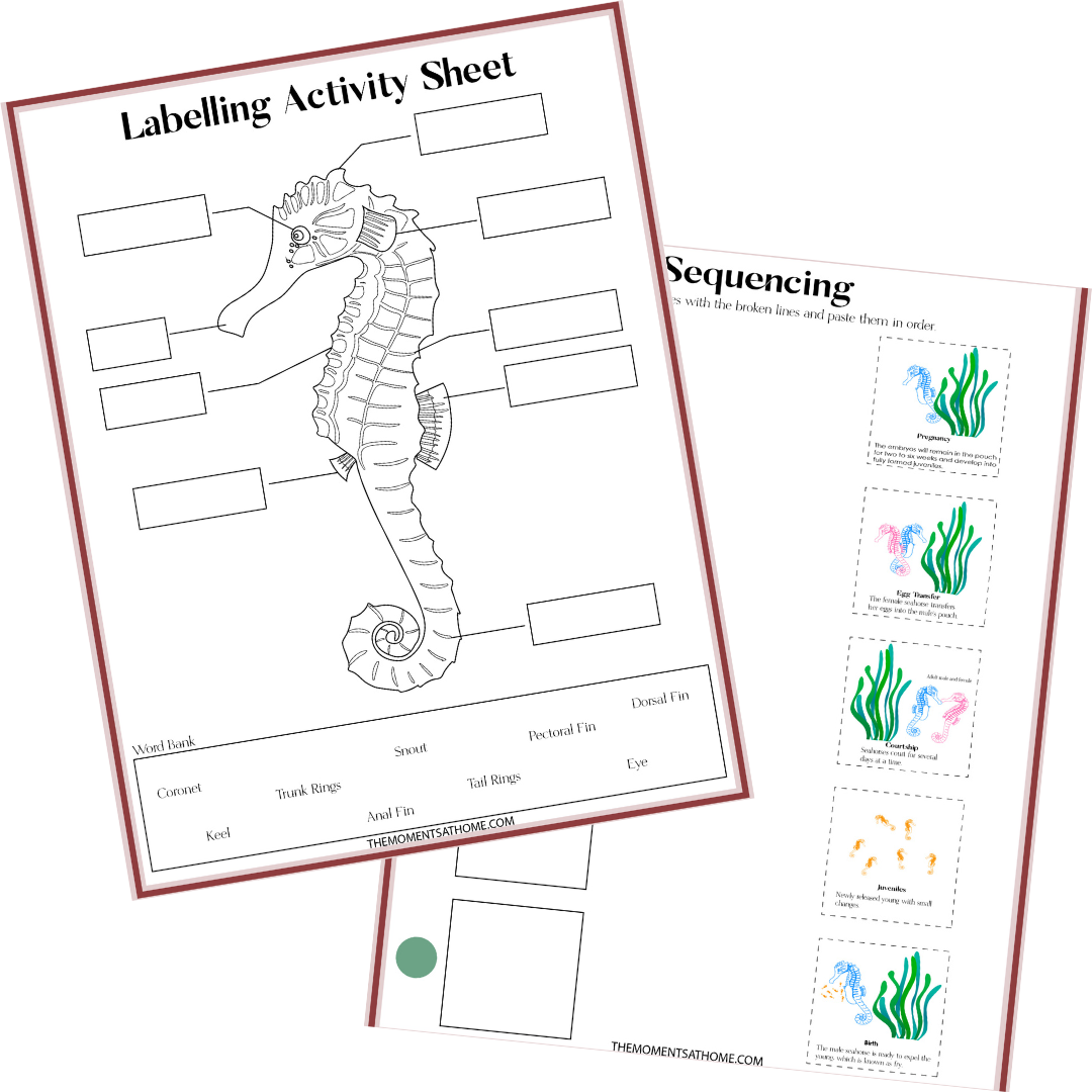 Ocean Activity Bundle
