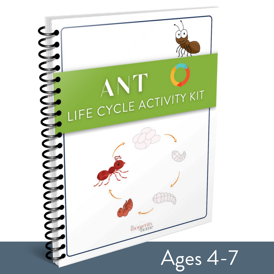 Ant Life Cycle Activity Kit