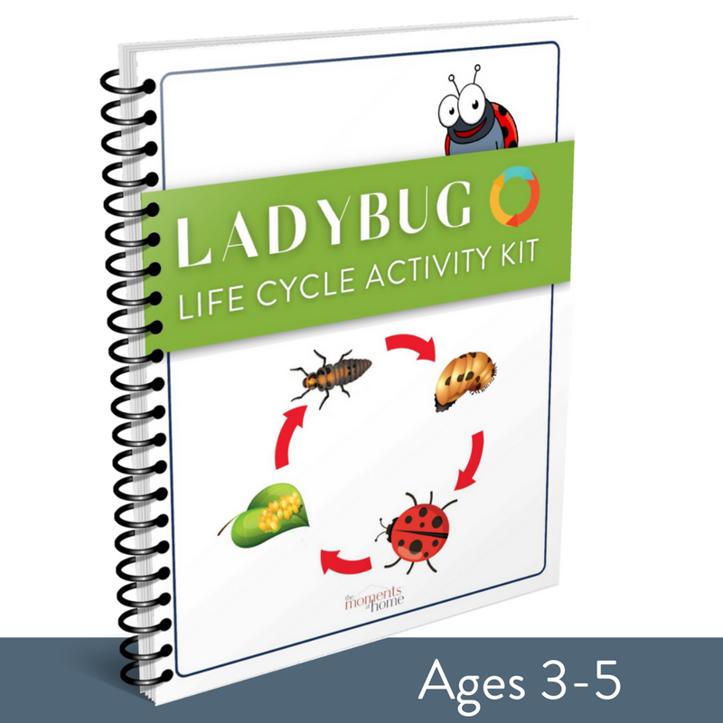 Ladybug Life Cycle Activity Kit