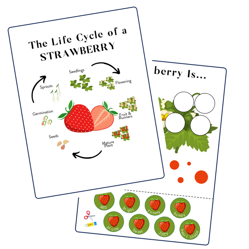 Plants Life Cycle Activity Bundle