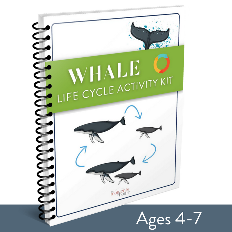 Whale Life Cycle Activity Kit
